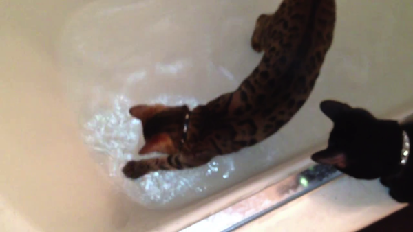希少品種「サファリ」がお風呂で水遊び