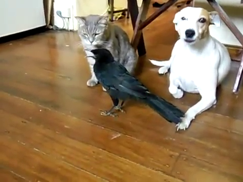 鳥からごはんをもらう猫と犬