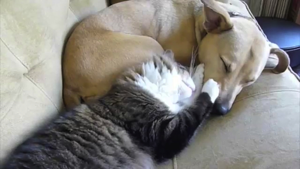 眠そうな犬と猫の抱擁