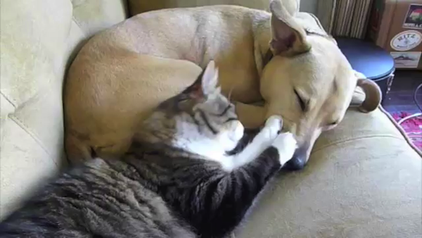 眠そうな犬と猫の抱擁
