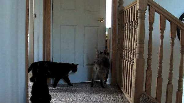 ドアを開ける猫たち