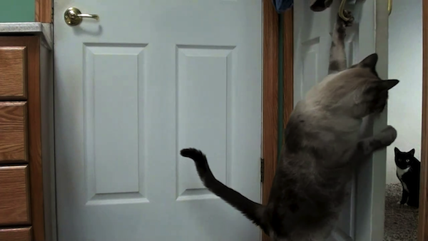 ドアを開ける猫たち