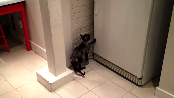 冷凍庫を大胆に開ける猫