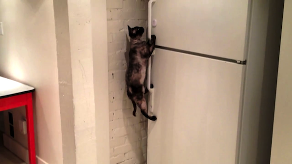 冷凍庫を大胆に開ける猫