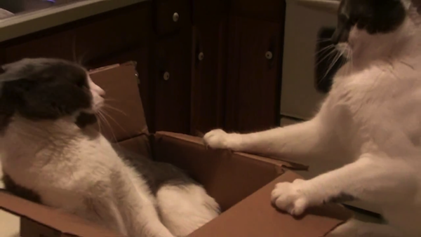 1つの段ボール箱をめぐり2匹の猫が争う