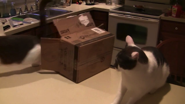 1つの段ボール箱をめぐり2匹の猫が争う