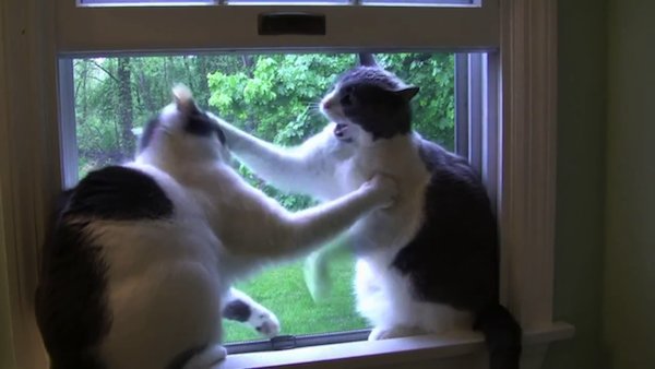 1つの窓を2匹の猫が争う