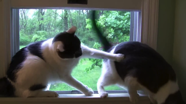 1つの窓を2匹の猫が争う