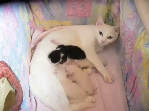 キプロス・アフロディーテの親猫と子猫1