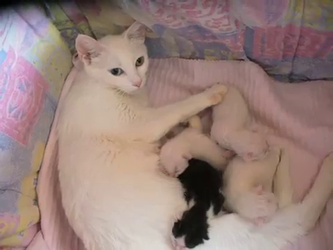 キプロス・アフロディーテの親猫と子猫8