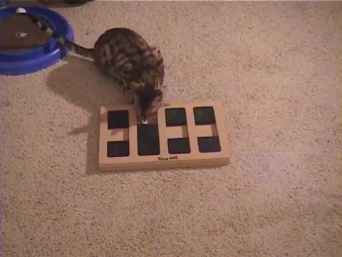 犬用パズル「ドッグブリック」で遊ぶベンガル猫4